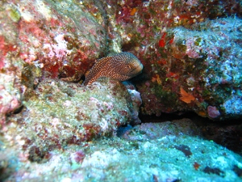 Diving around Maui